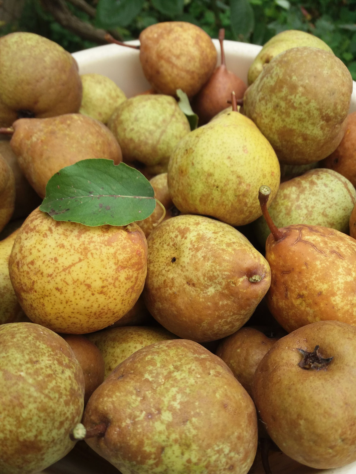 Poire Beurrée d'Angleterre