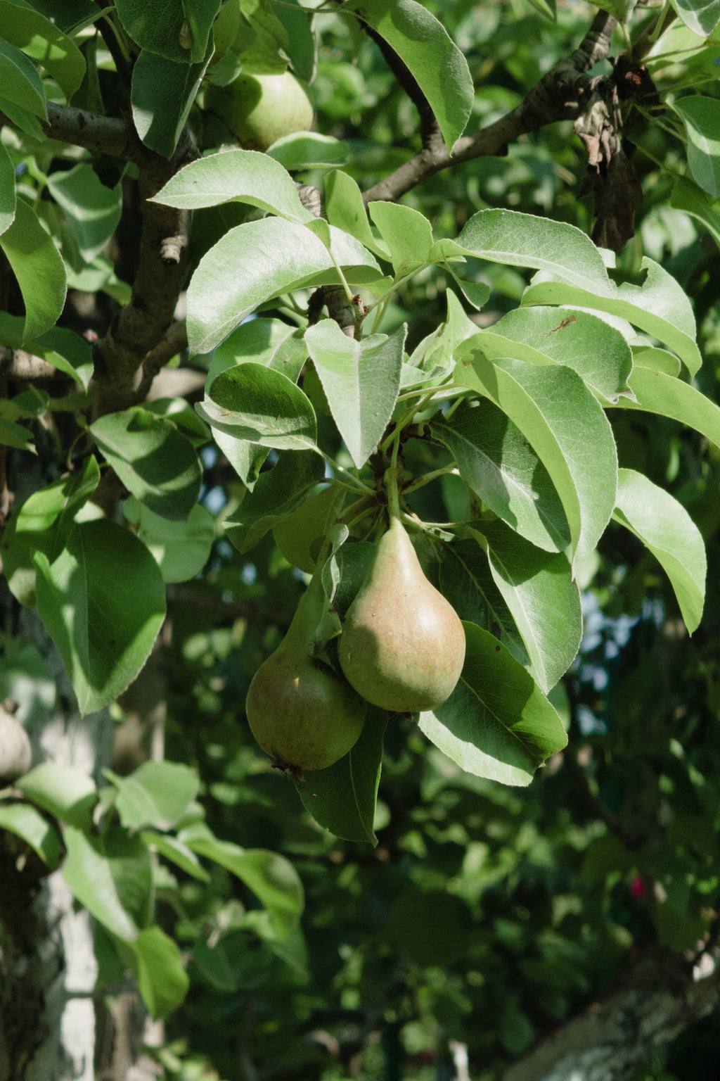 Poire Beurrée d'Amanlis