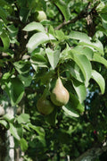 Poire Beurrée d'Amanlis