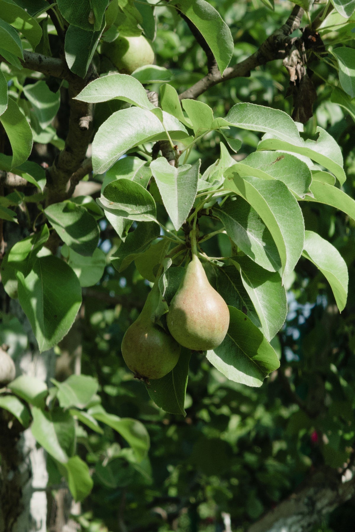 Poire Beurrée d'Amanlis