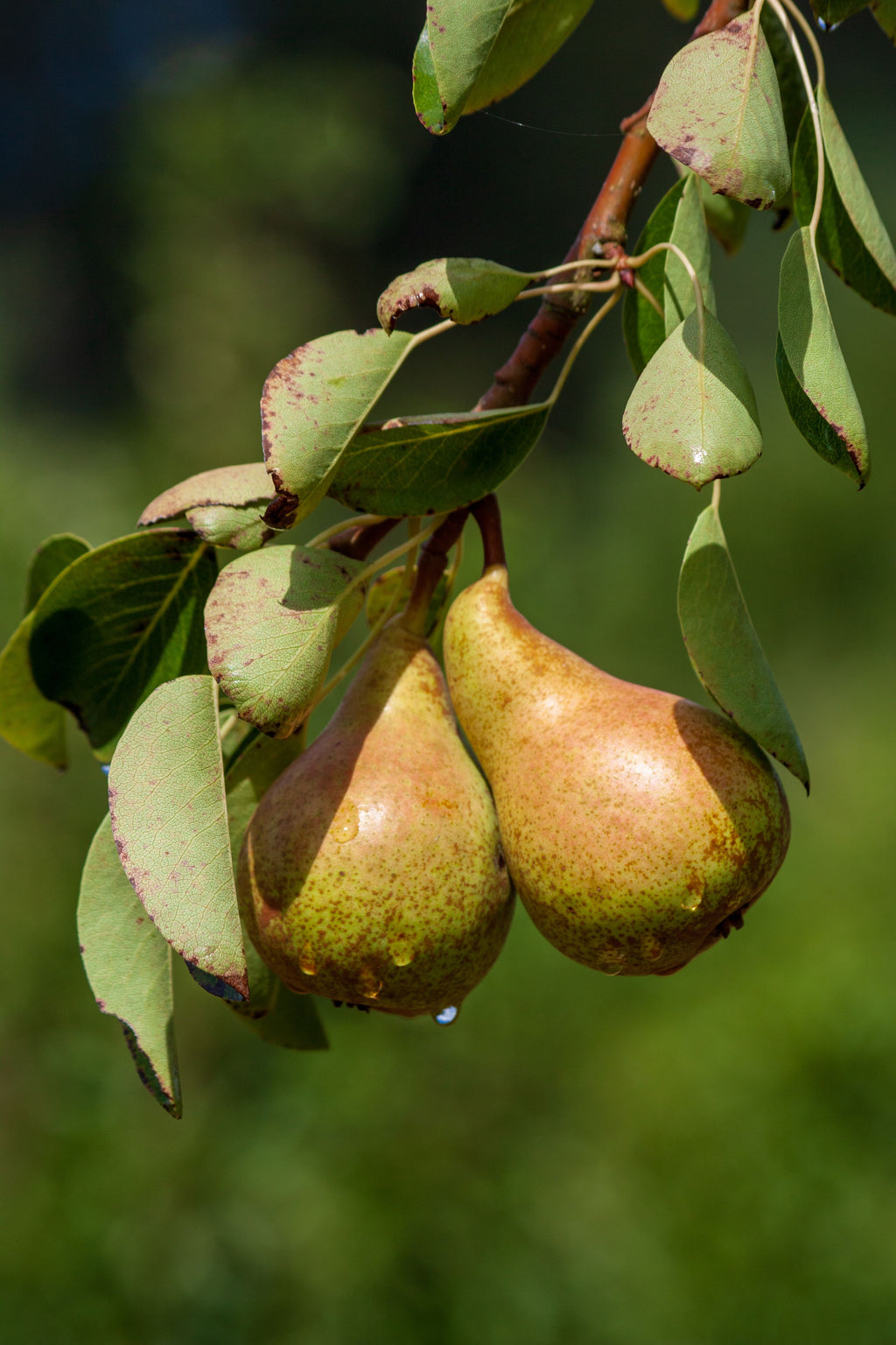 Poire Général Leclerc
