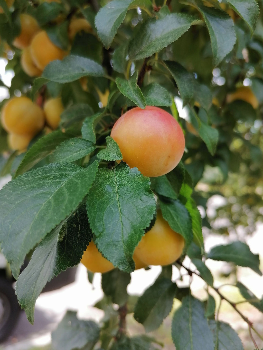 Mirabelle de Nancy