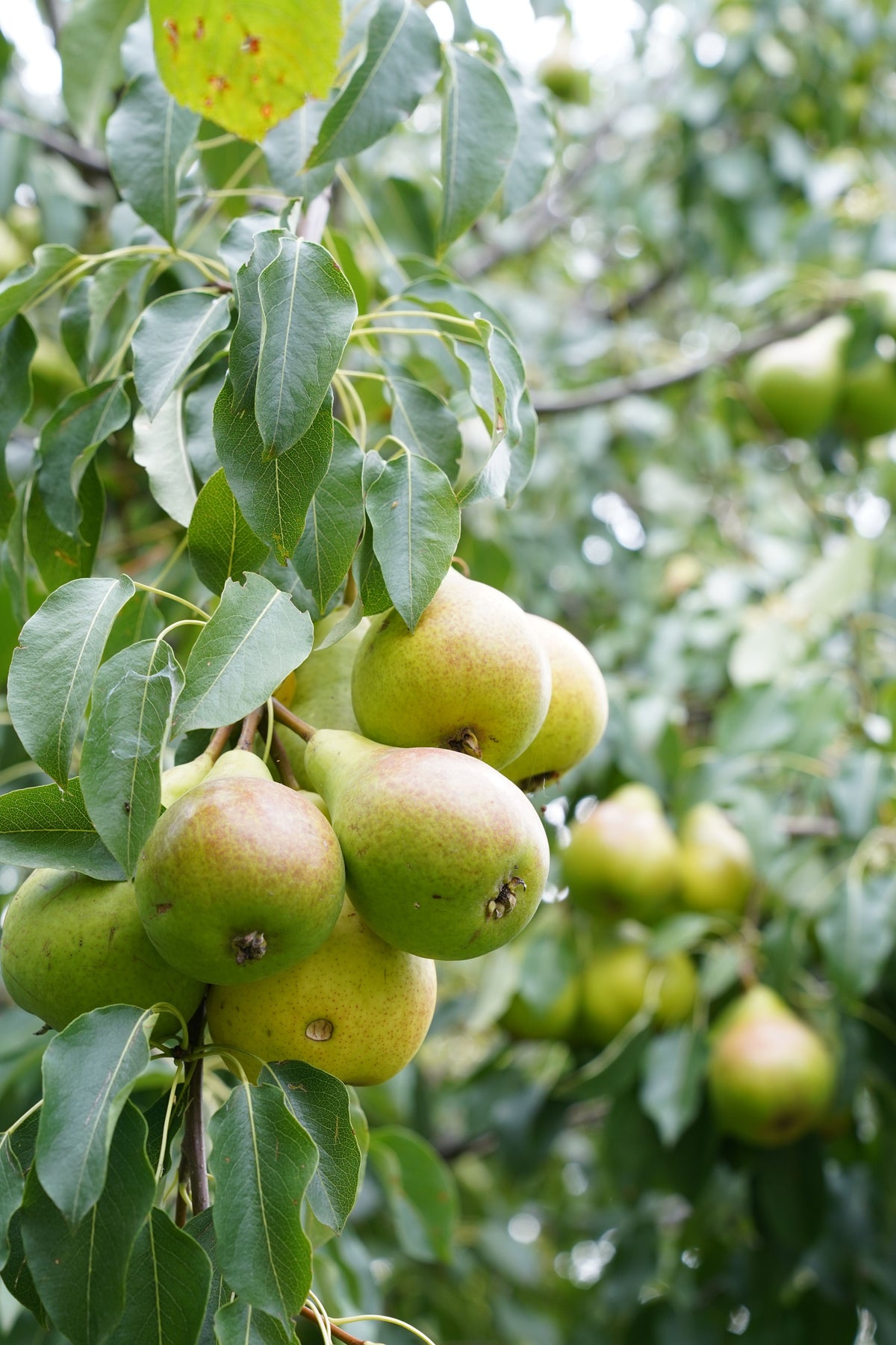 Poire Précoce de Trévoux