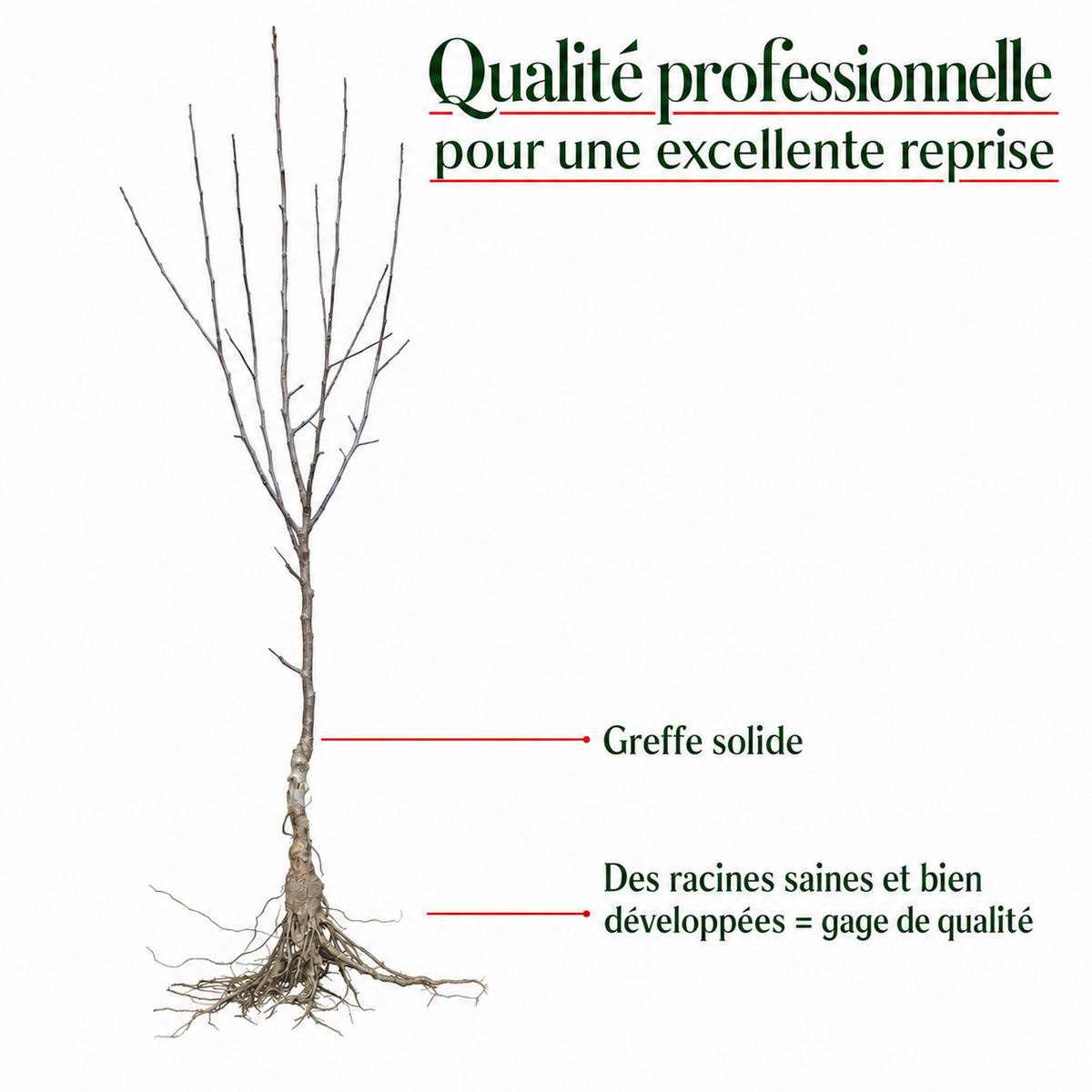 Prune Reine Claude d'Oullins