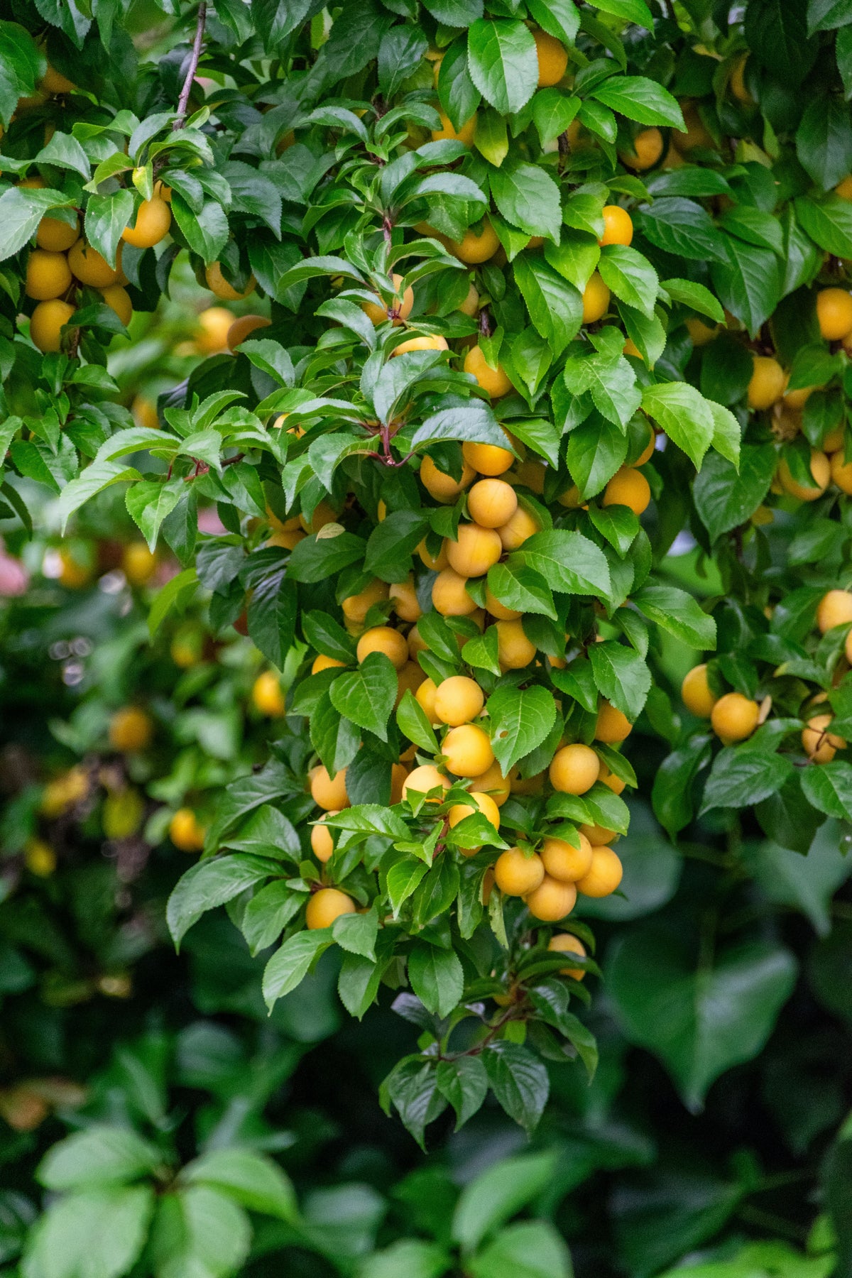 Prune Sainte Catherine