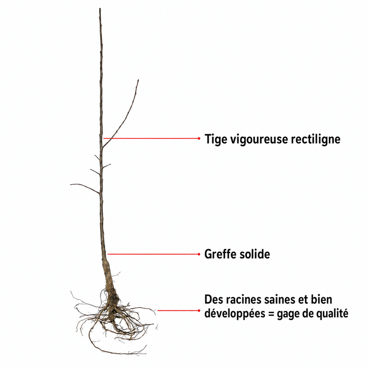 Prune Reine Claude d'Oullins