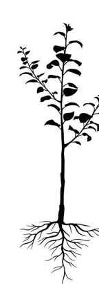 Prune Reine Claude d'Oullins