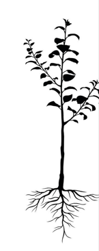 Pommier Reine des Reinettes