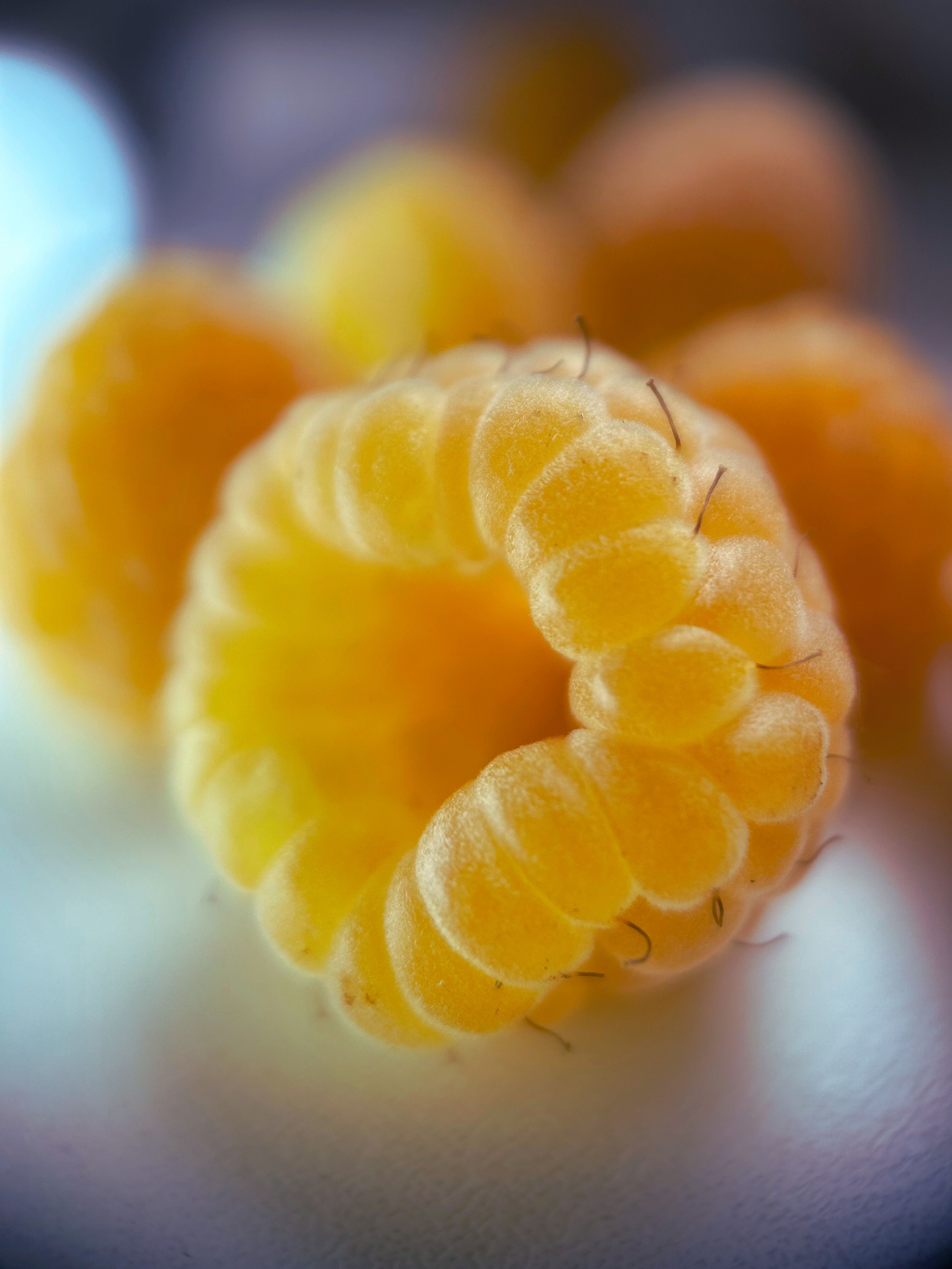 Framboise Falling Gold