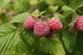 Framboise Heritage