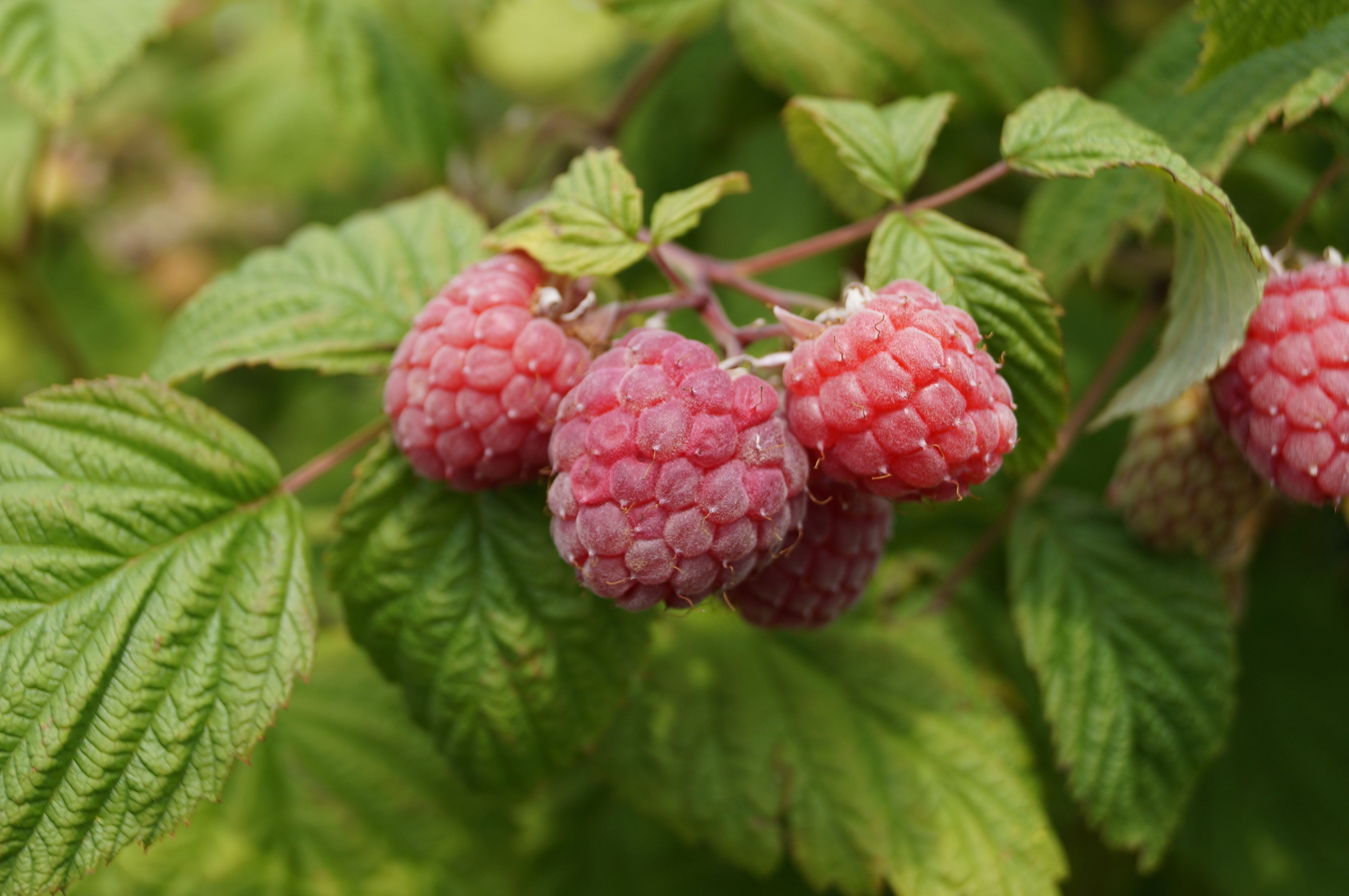 Framboise Heritage