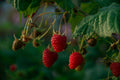 Framboise Malling Promise