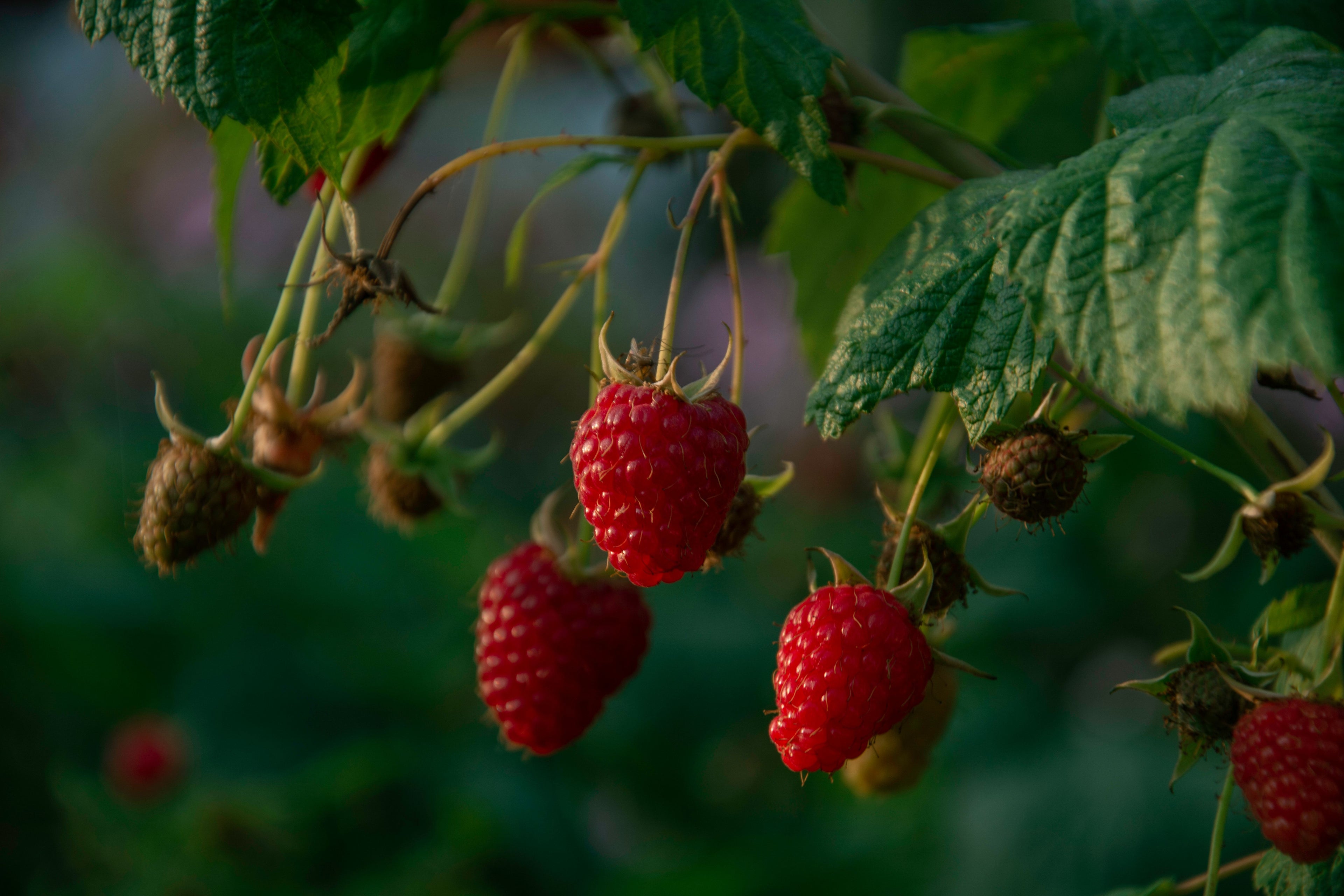Framboise Malling Promise