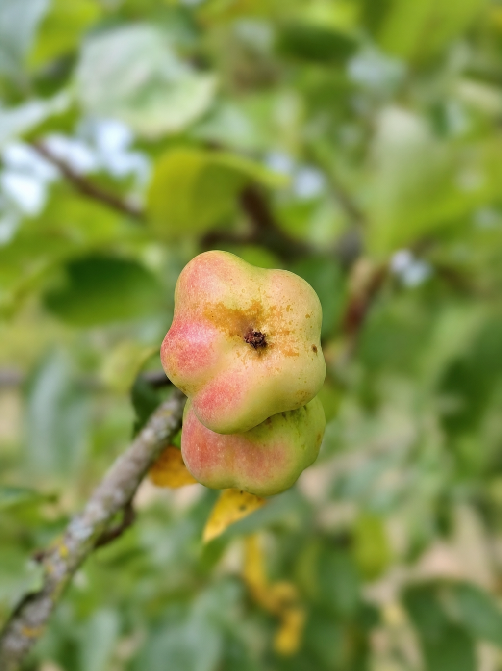 Pomme Api Etoilée