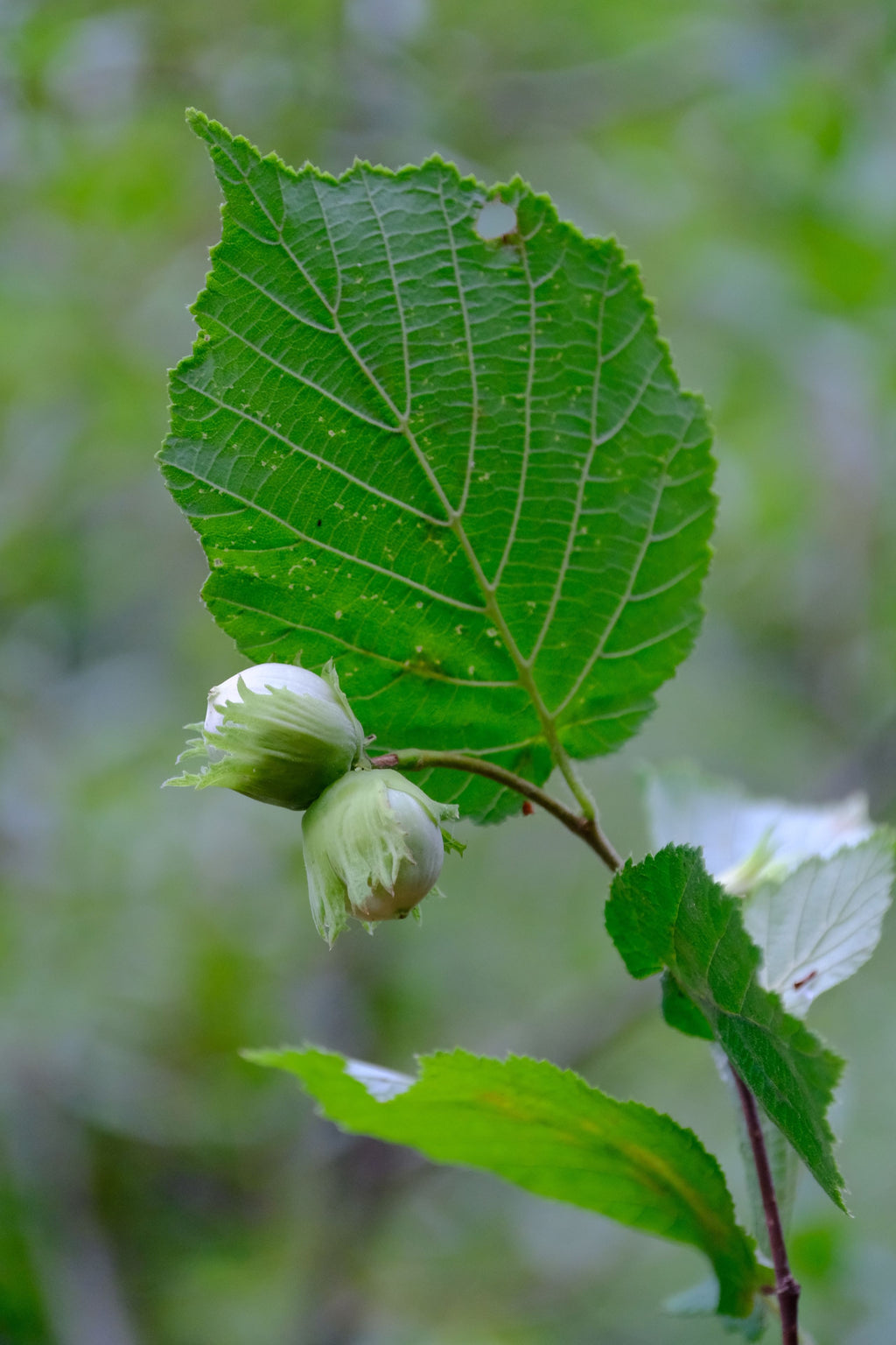 Noisetier Merveille de Bollwiller