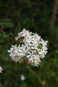 Chalef d'automne - Eleagnus Umbellata