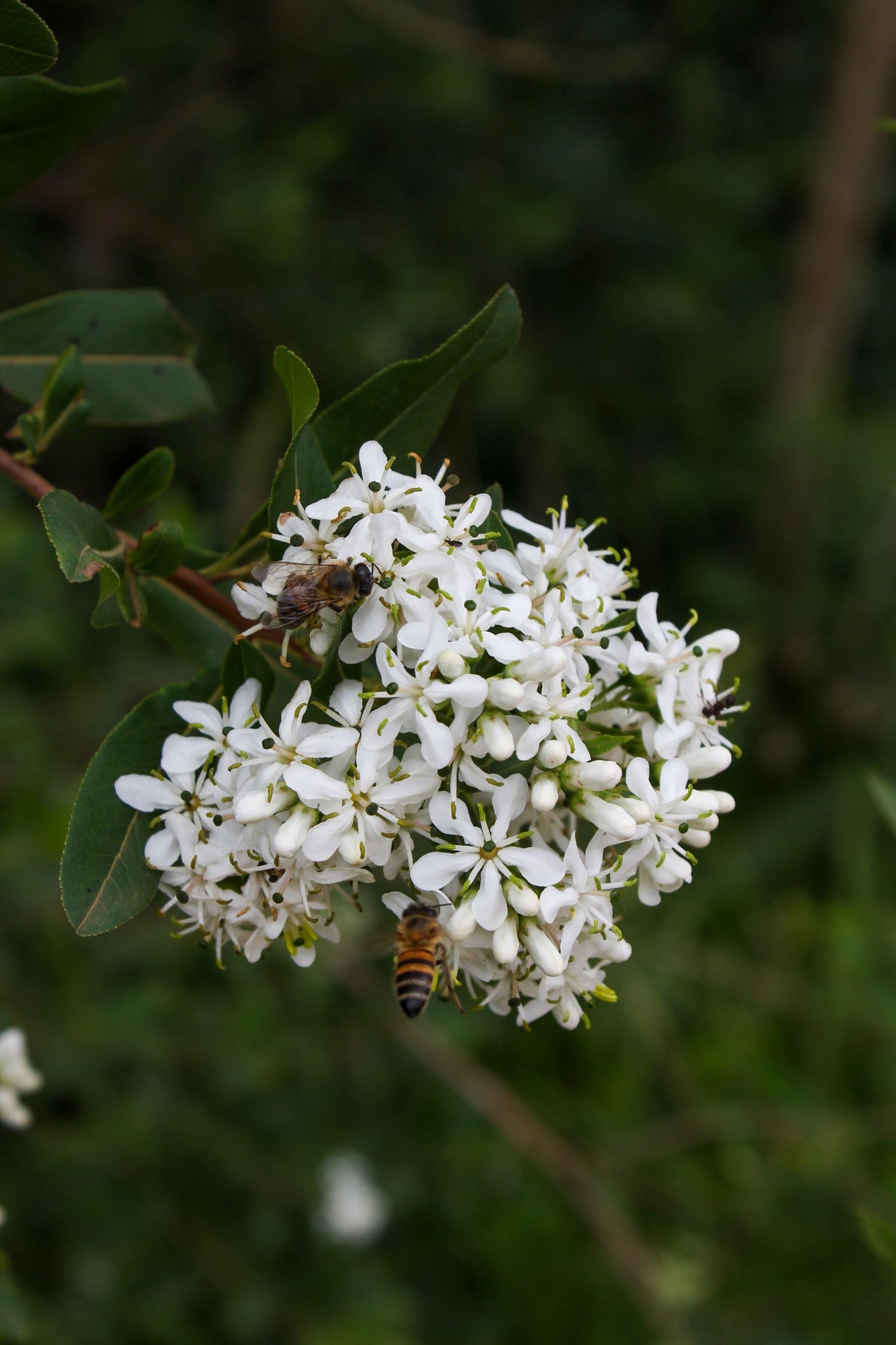Chalef d'automne - Eleagnus Umbellata