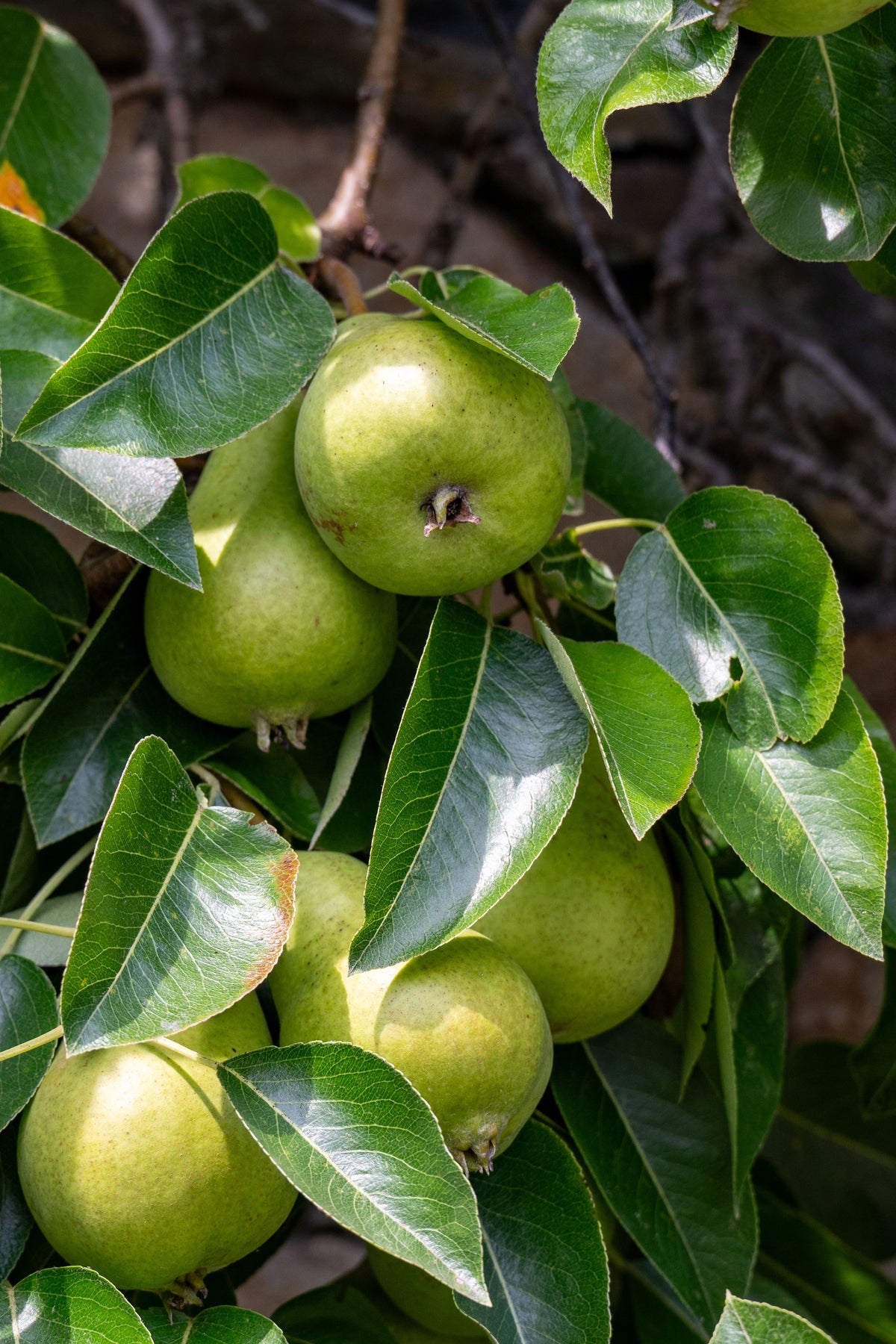 Poire Doyenne de Comice