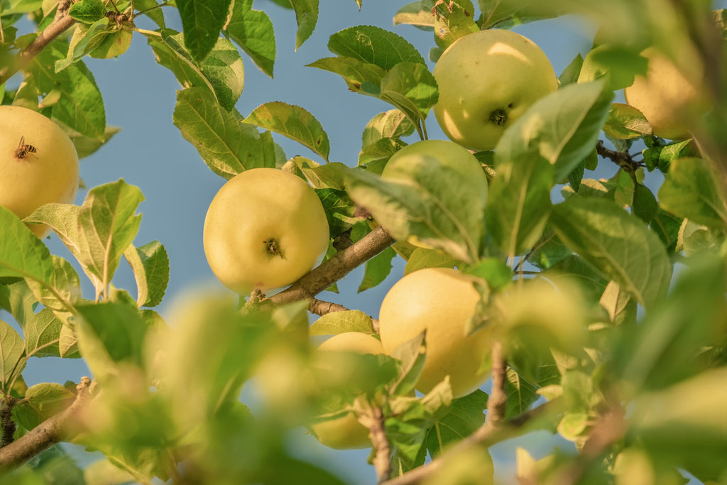Pomme Golden Delicious