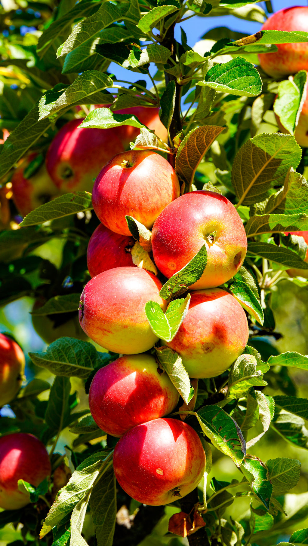 Pomme Api Rose