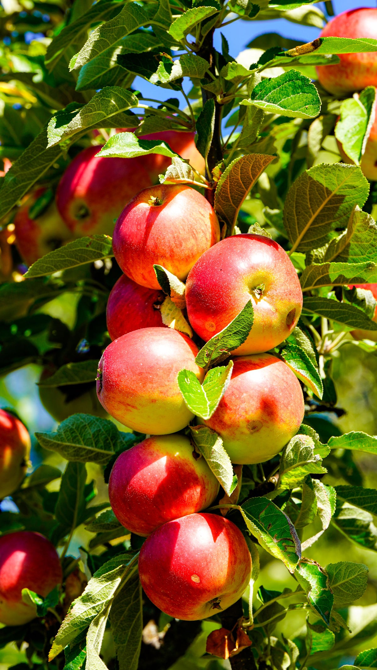 Pomme Api Rose