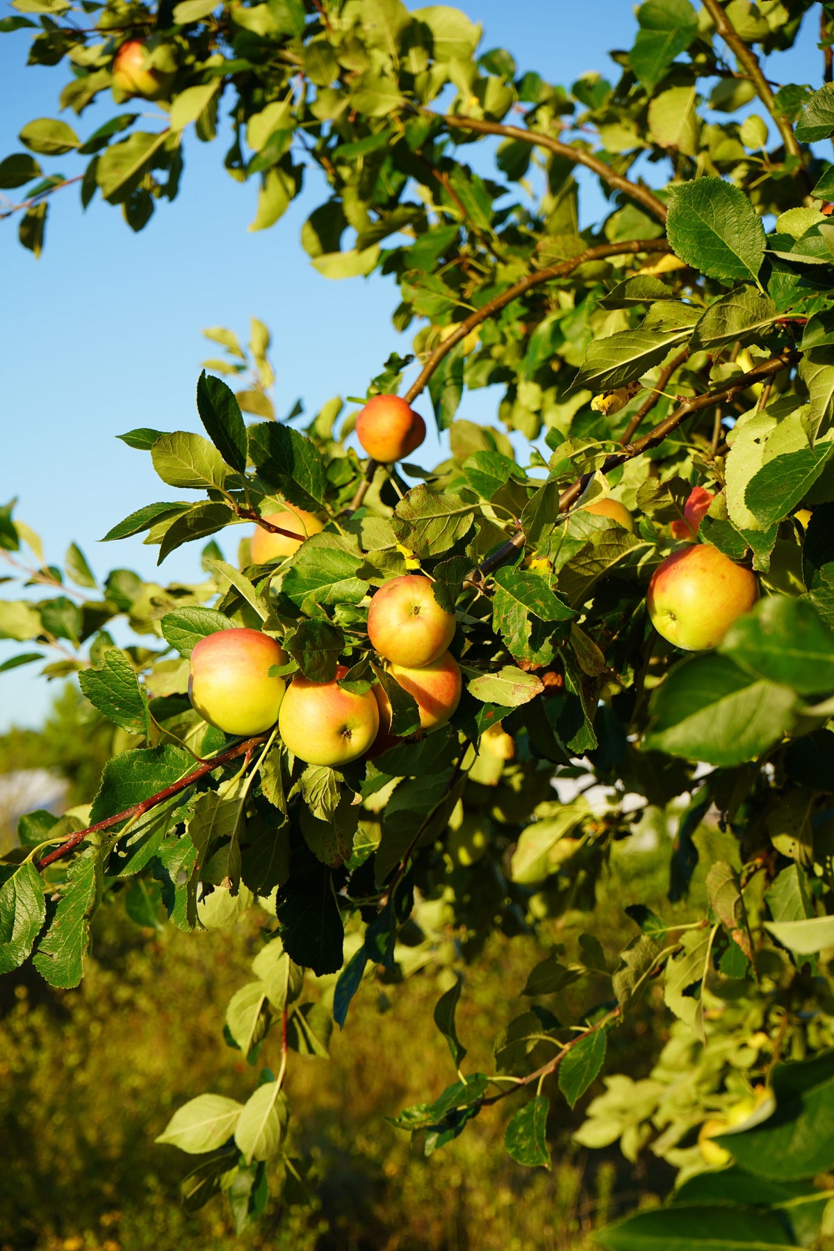 Pomme de Bailleul