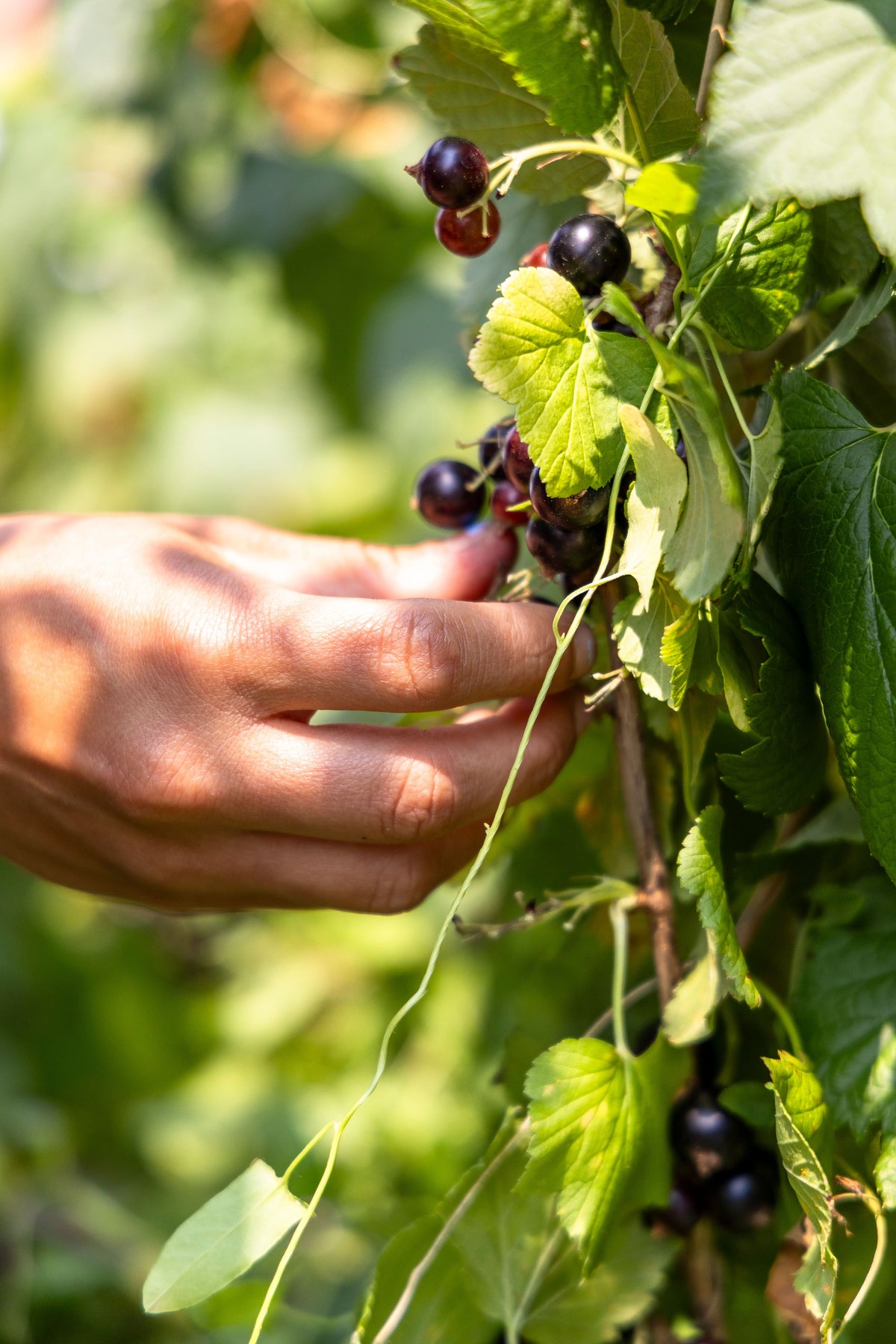 Cassis Bigrou
