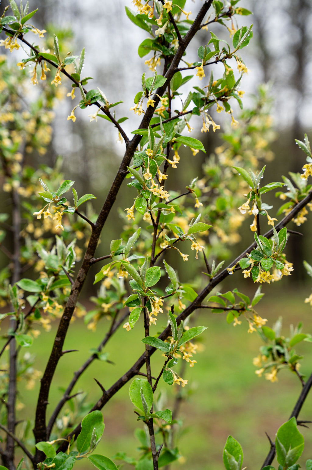 Chalef d'automne - Eleagnus Umbellata