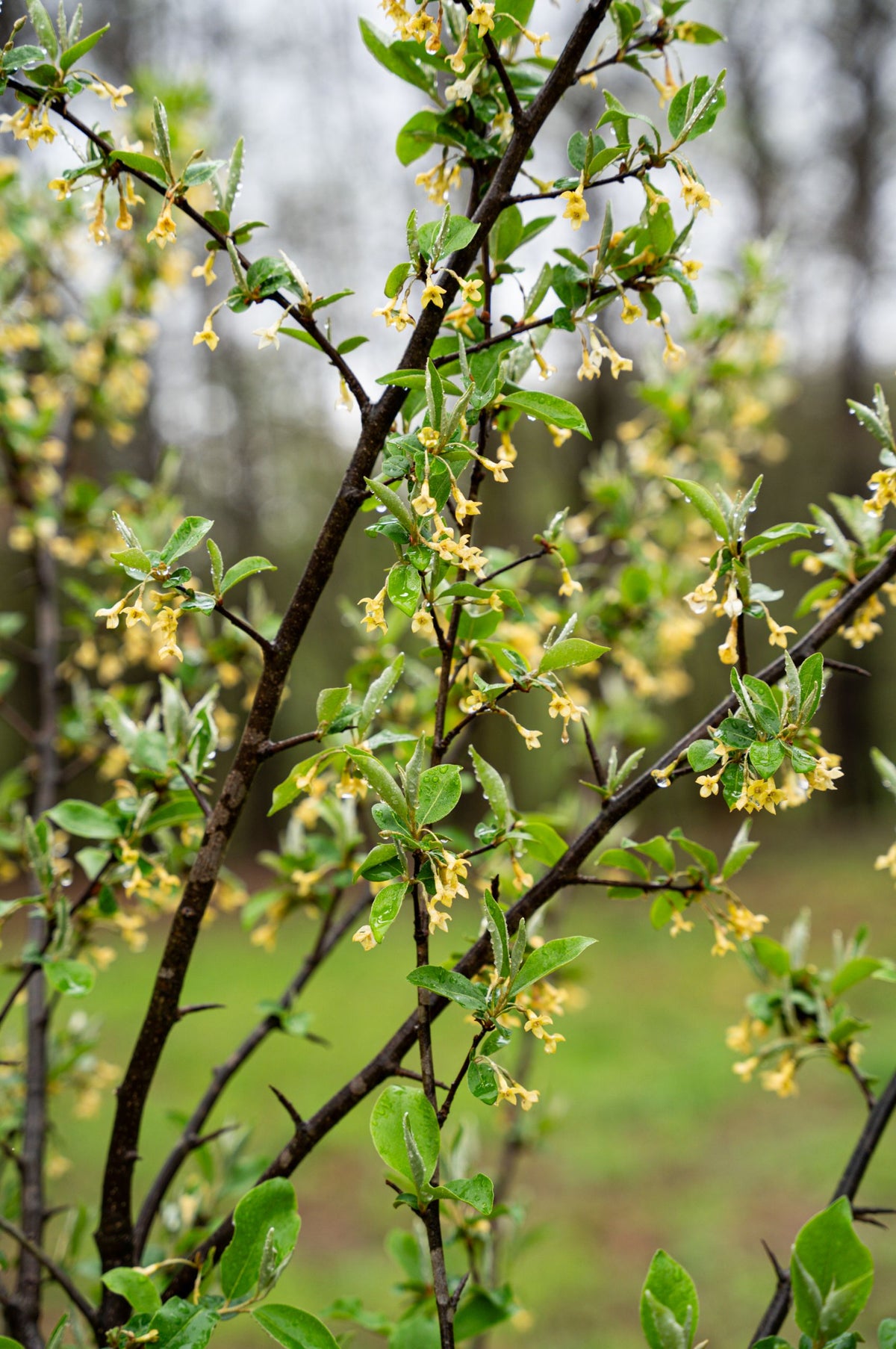 Chalef d'automne - Eleagnus Umbellata