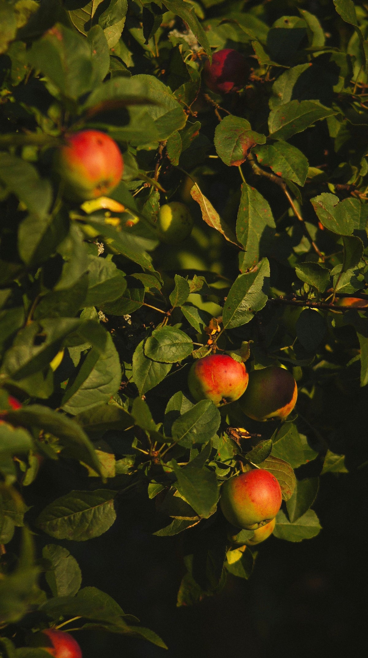 Pomme Fuji