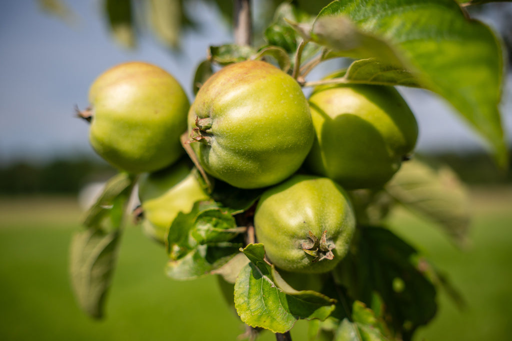 Pomme Api Etoilée