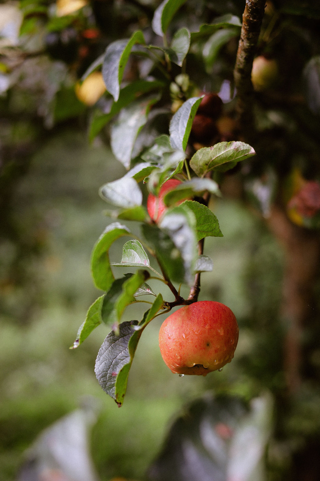 Pomme Safran