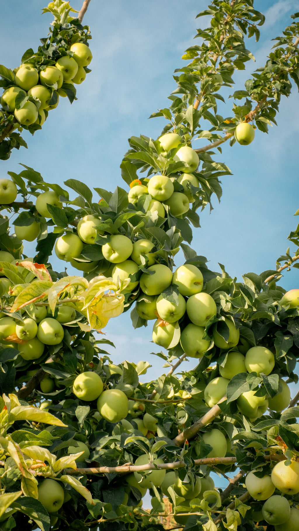 Pomme Grimes Golden