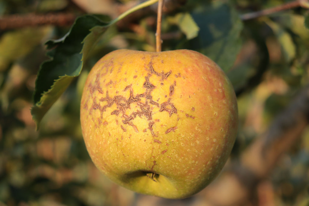 Pomme Reinette Clochard