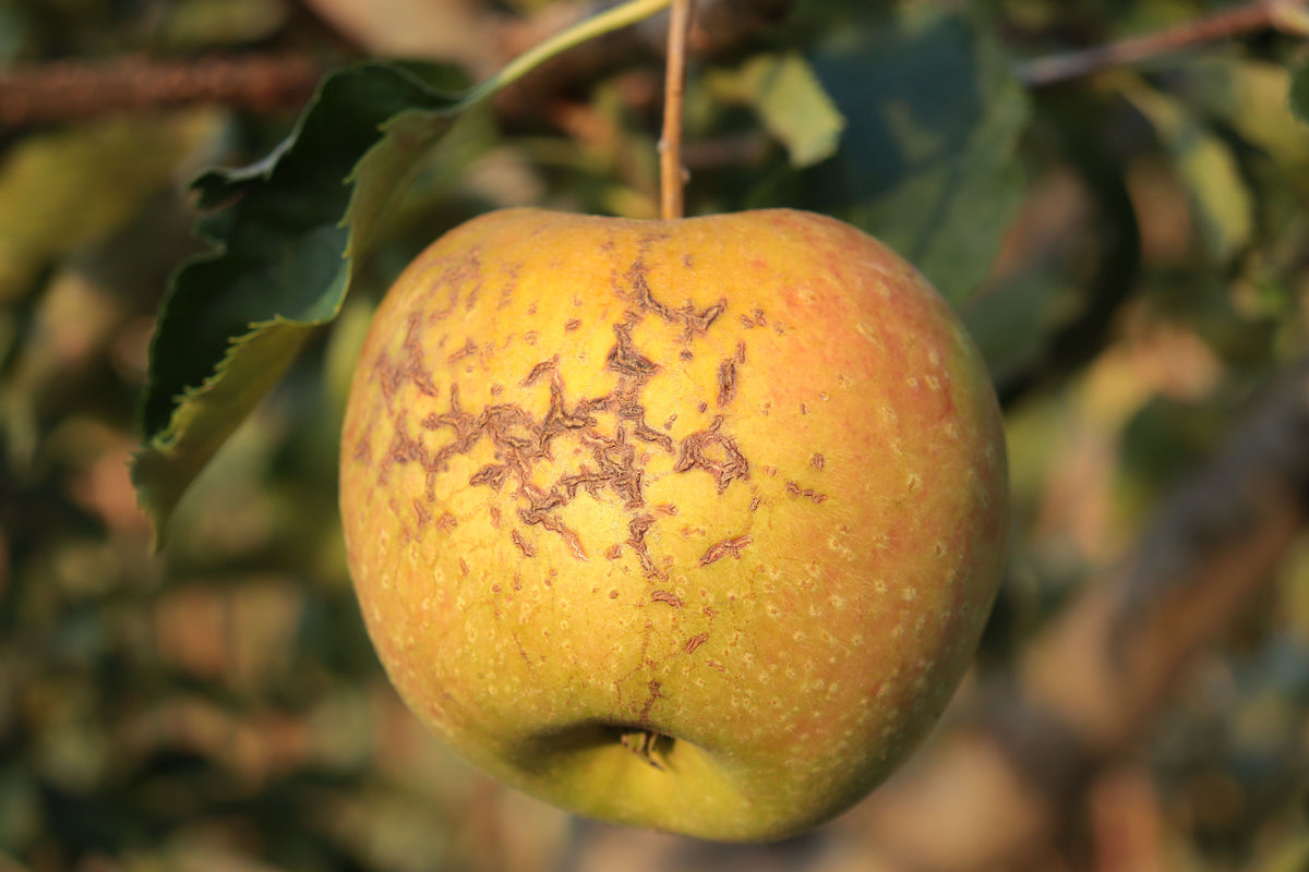 Pomme Reinette Clochard