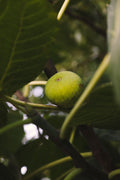 Figue Madeleine des deux saisons