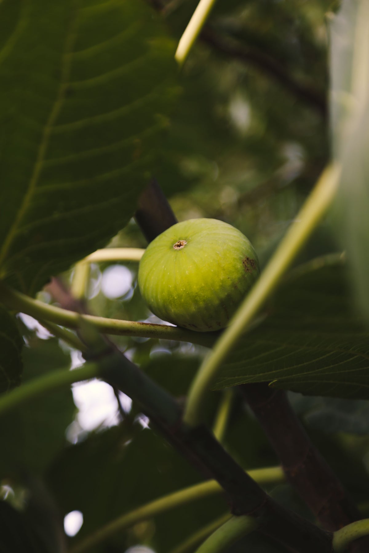 Figue Madeleine des deux saisons