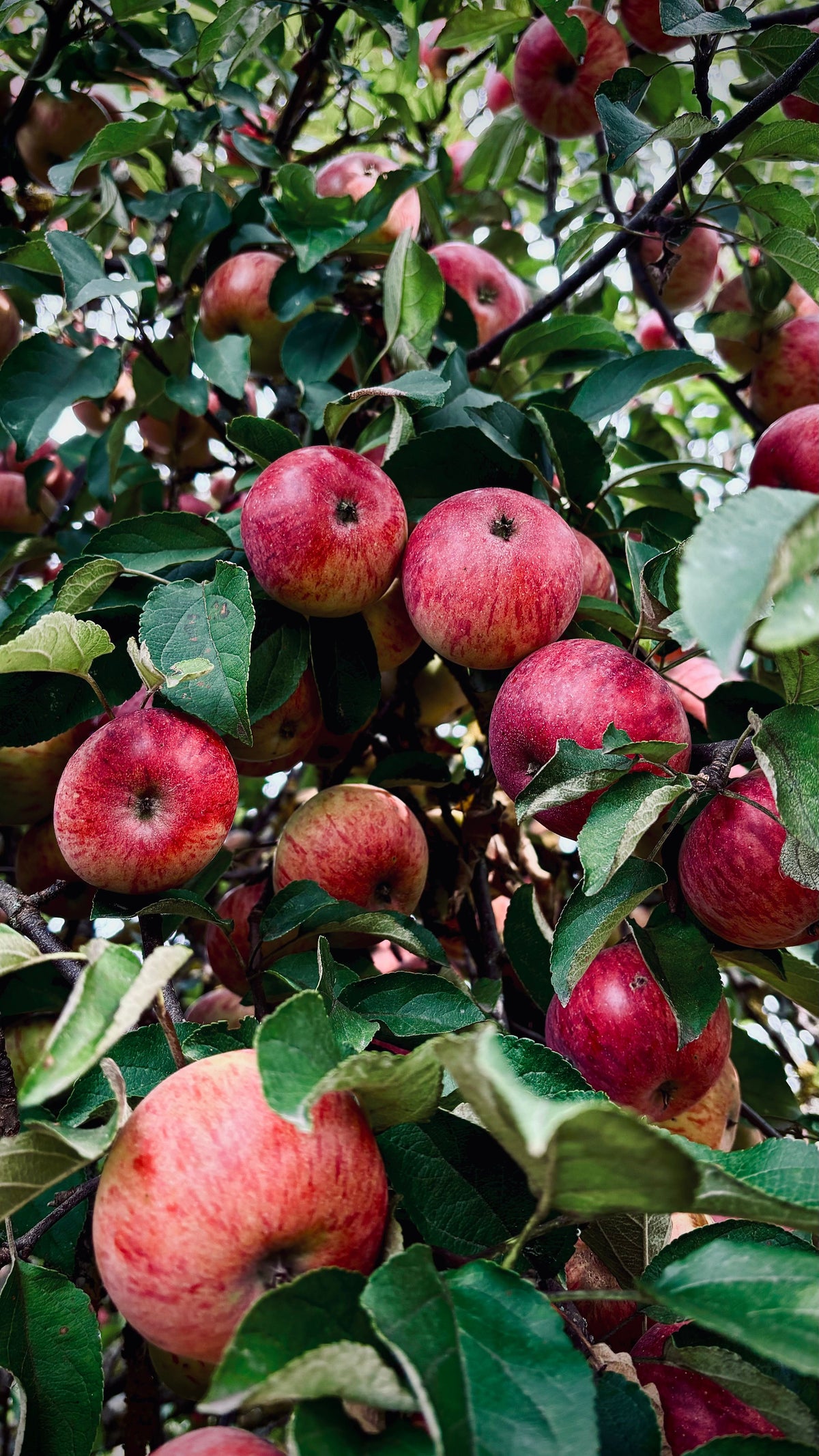 Pomme Chailleux Adam