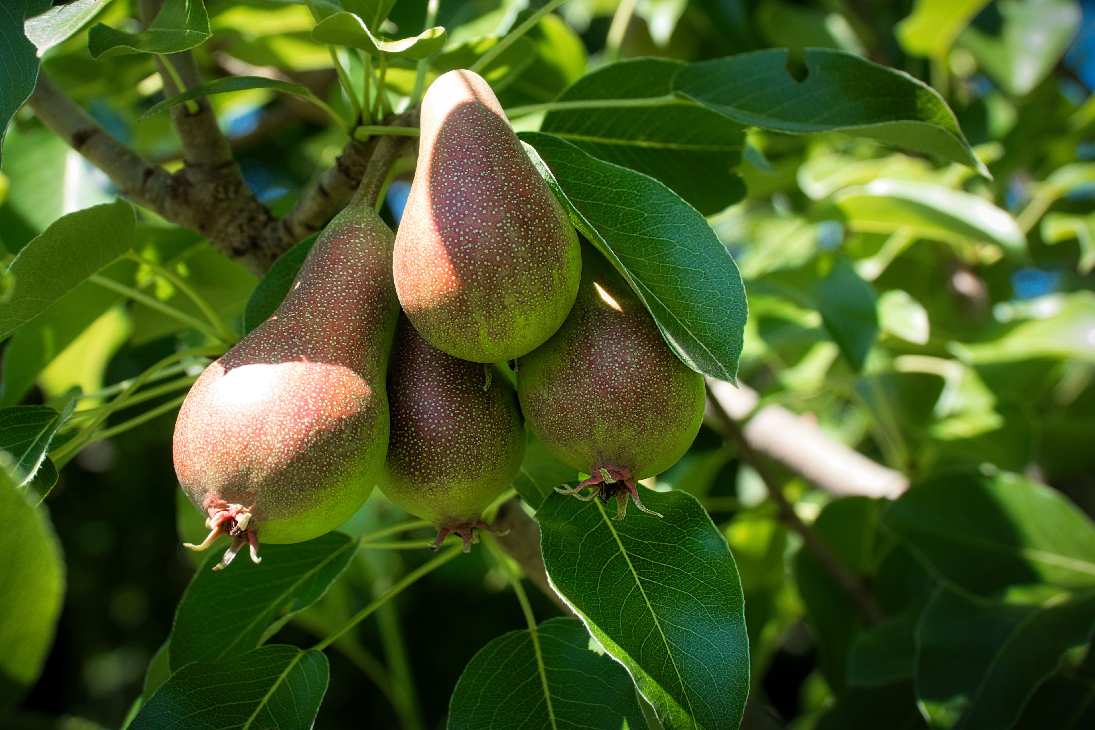 Poire William Rouge