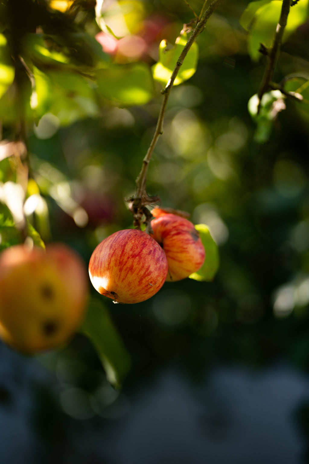 Pomme Belle de Boskoop
