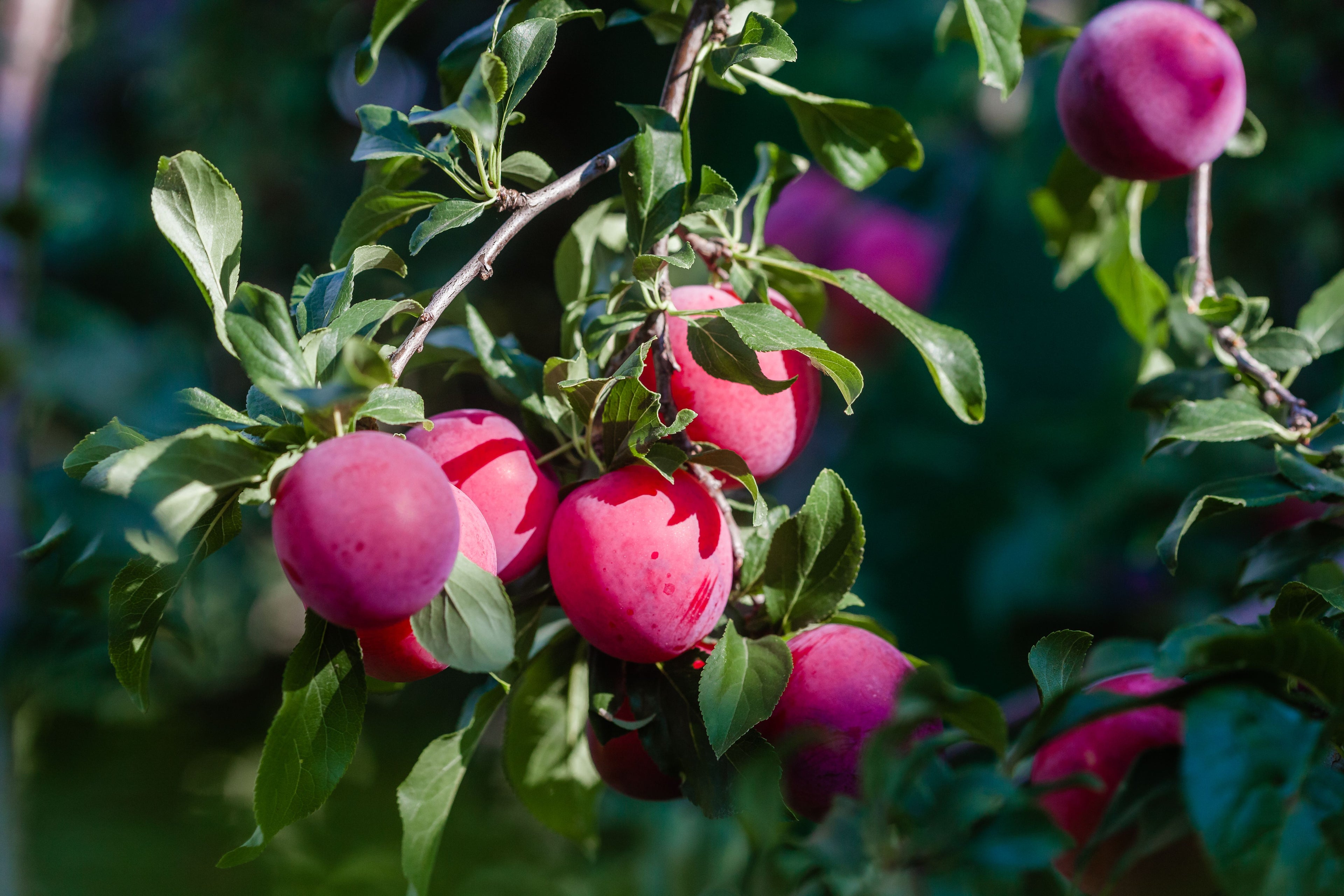 Prune Queen Victoria