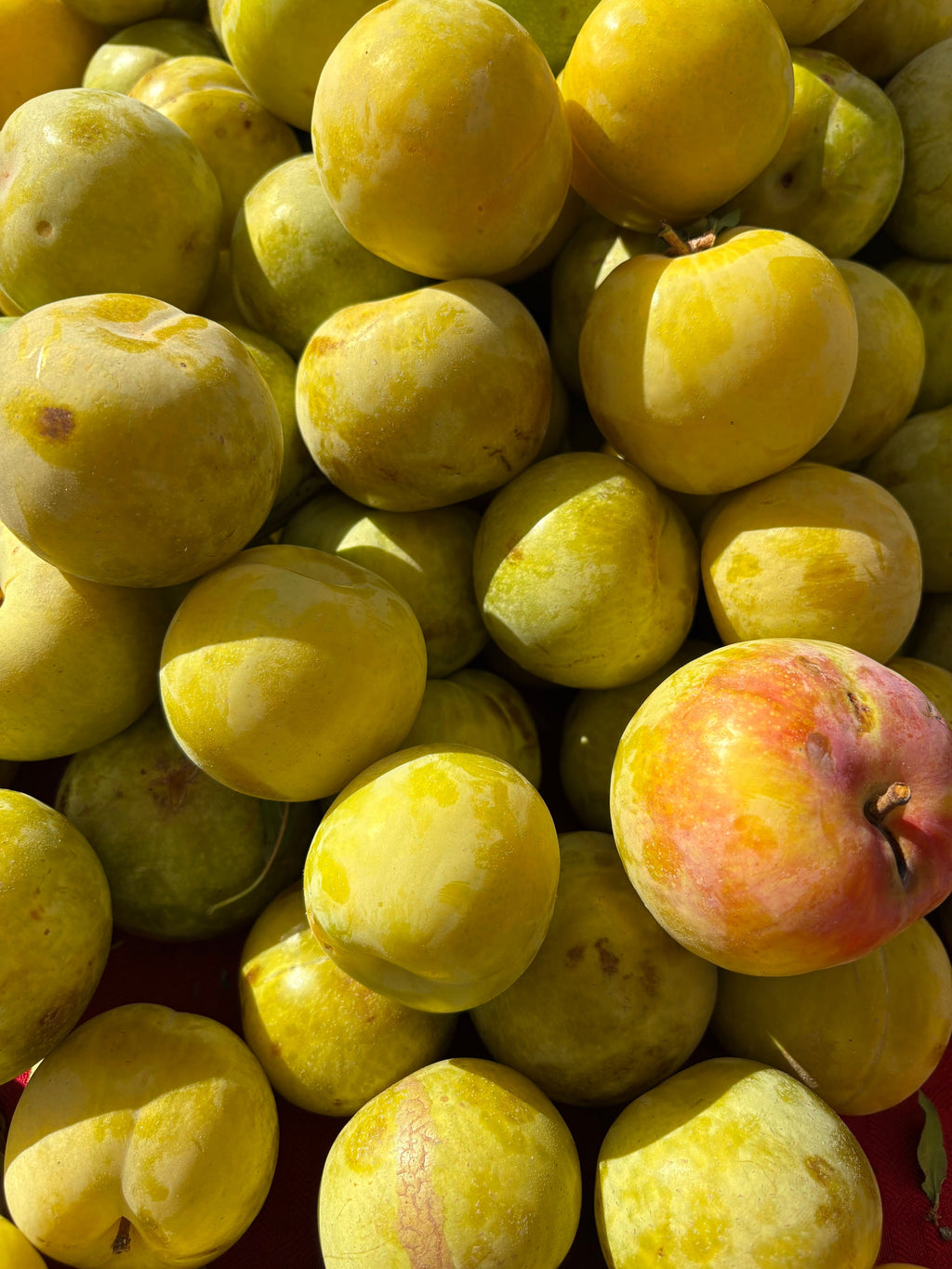 Prune Reine Claude d'Oullins